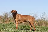 RODESIAN RIDGEBACK 010